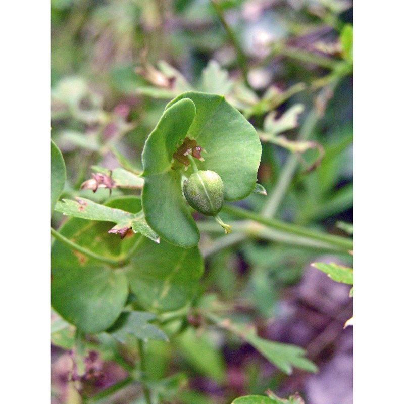 euphorbia triflora schott, nyman et kotschy subsp. kerneri (huter ex a. kern.) poldini