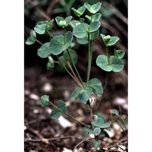 euphorbia valliniana belli