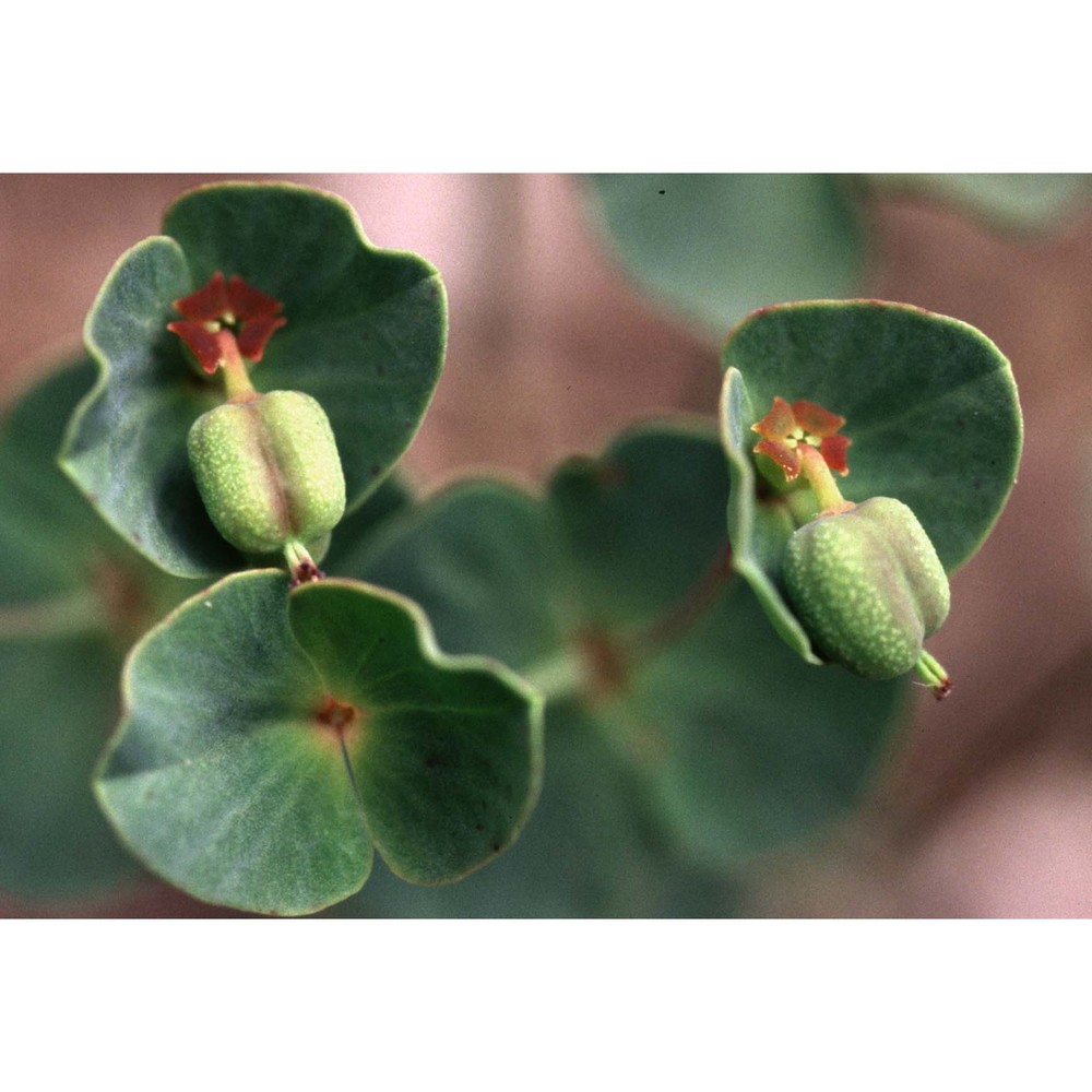 euphorbia valliniana belli