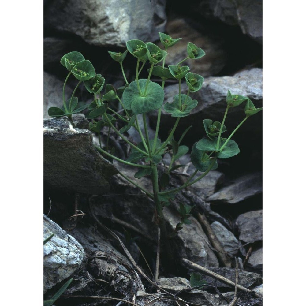 euphorbia valliniana belli