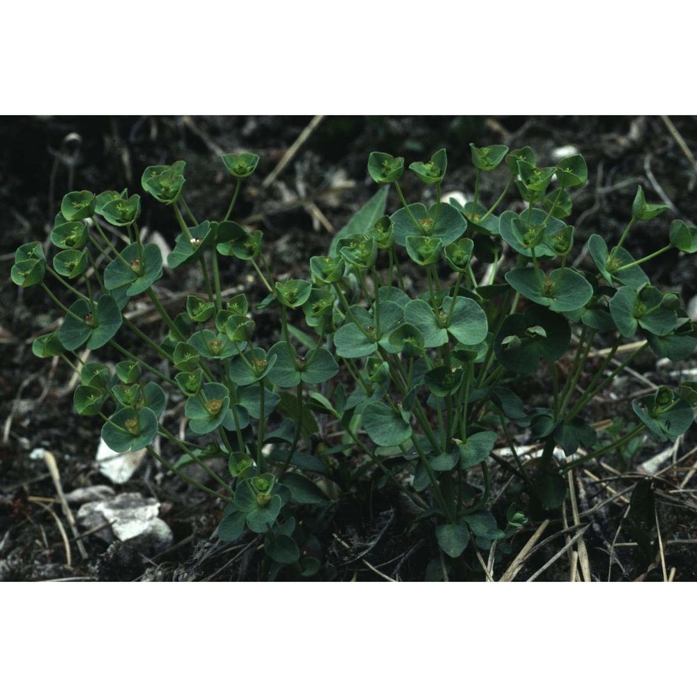 euphorbia valliniana belli