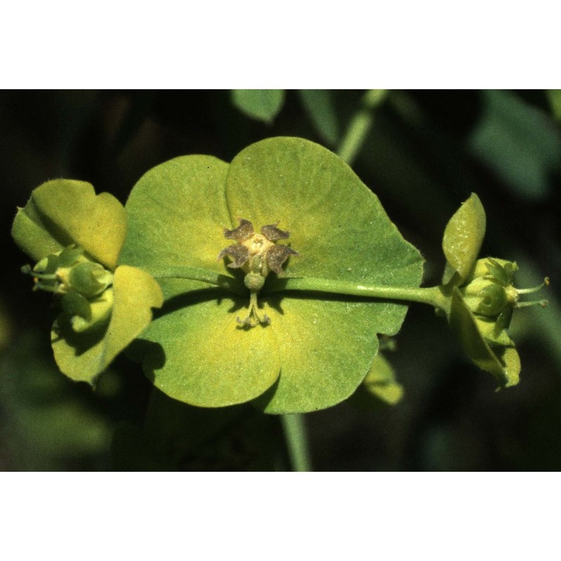 euphorbia variabilis ces.