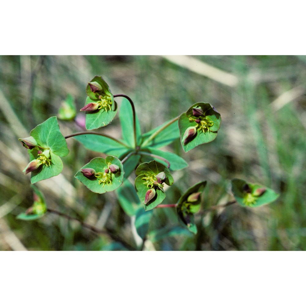 euphorbia variabilis ces.