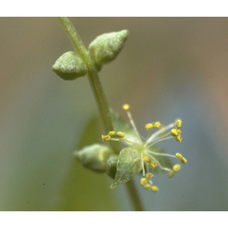 mercurialis annua l.