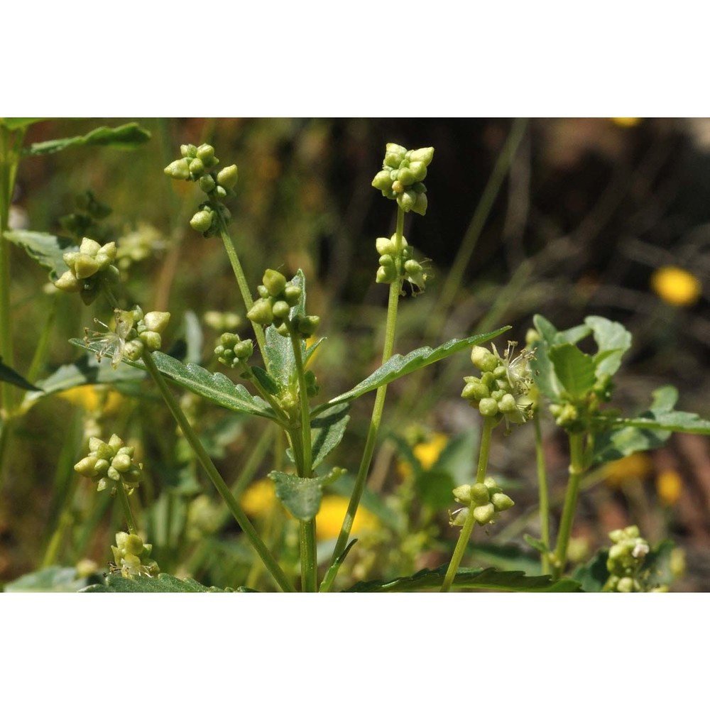 mercurialis corsica coss. et kralik