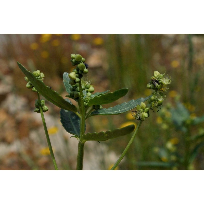 mercurialis corsica coss. et kralik