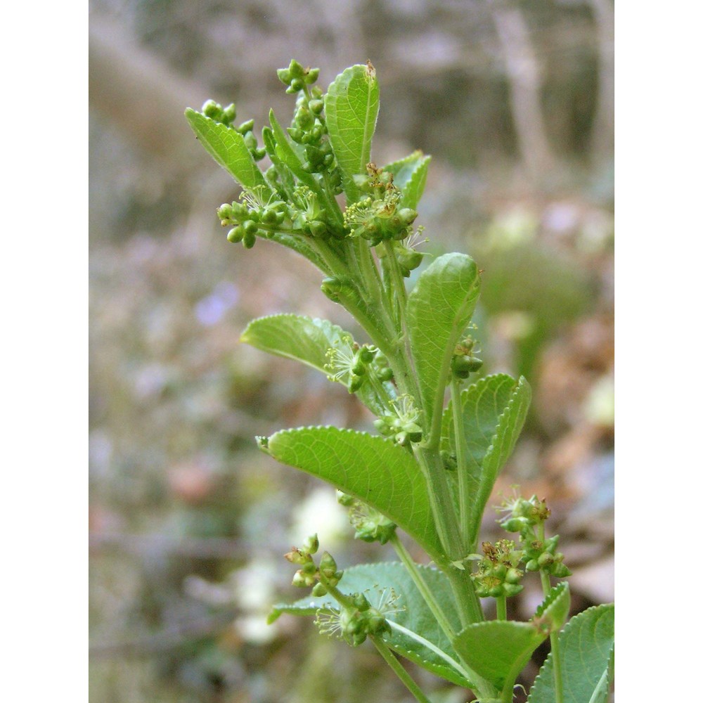 mercurialis ovata sternb. et hoppe