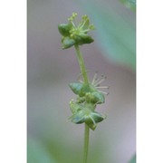 mercurialis perennis l.