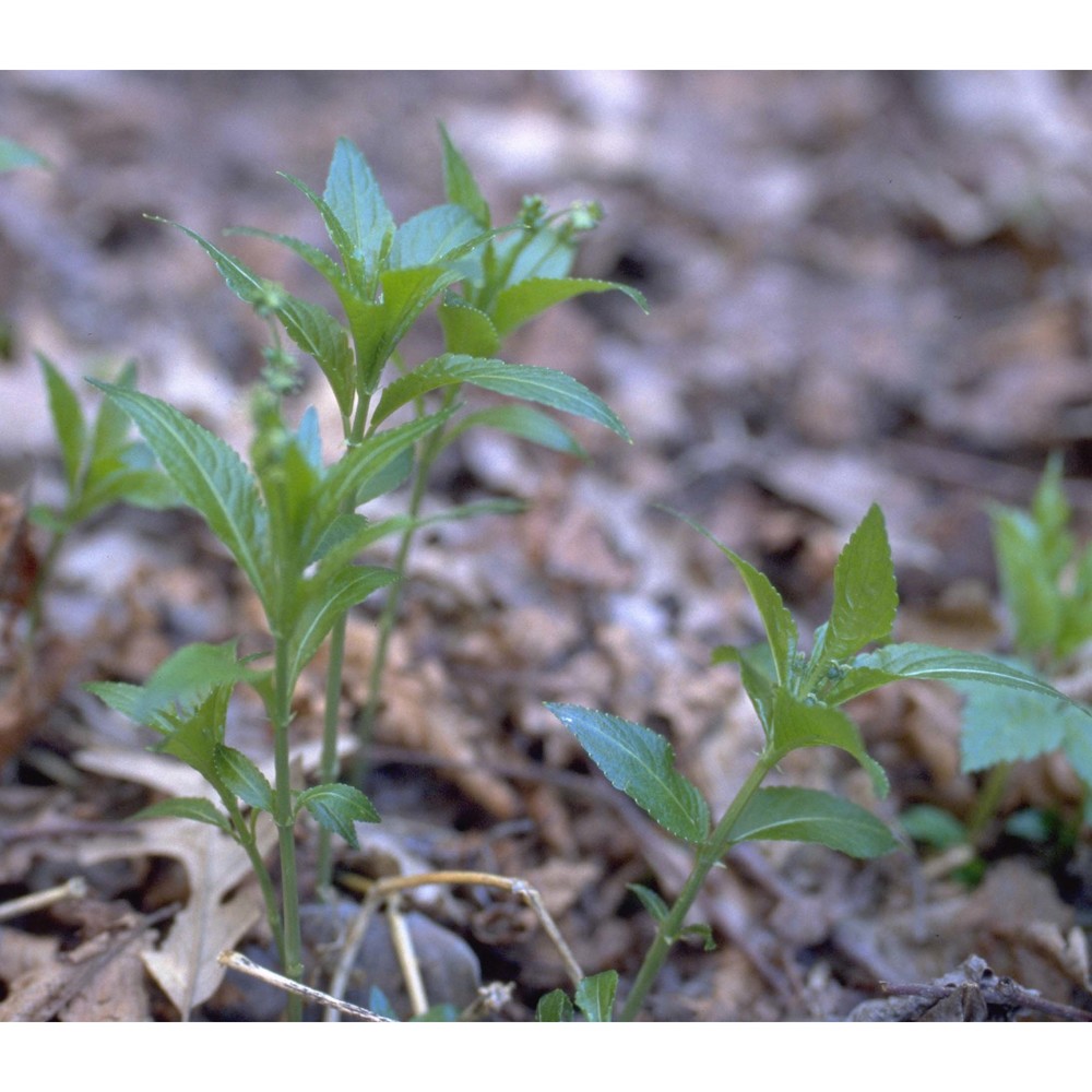 mercurialis perennis l.