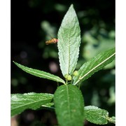 mercurialis perennis l.