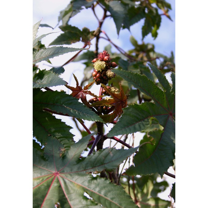 ricinus communis l.