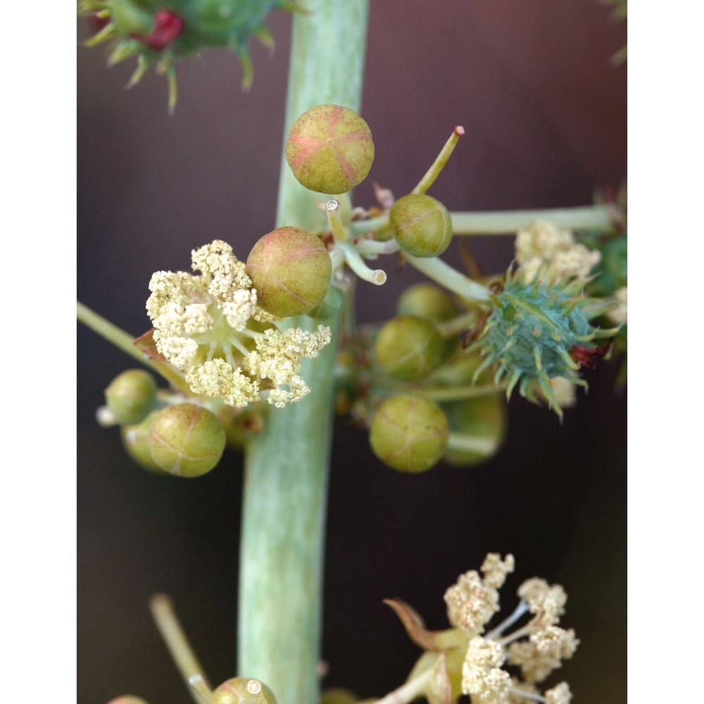 ricinus communis l.