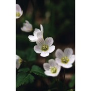 oxalis acetosella l.