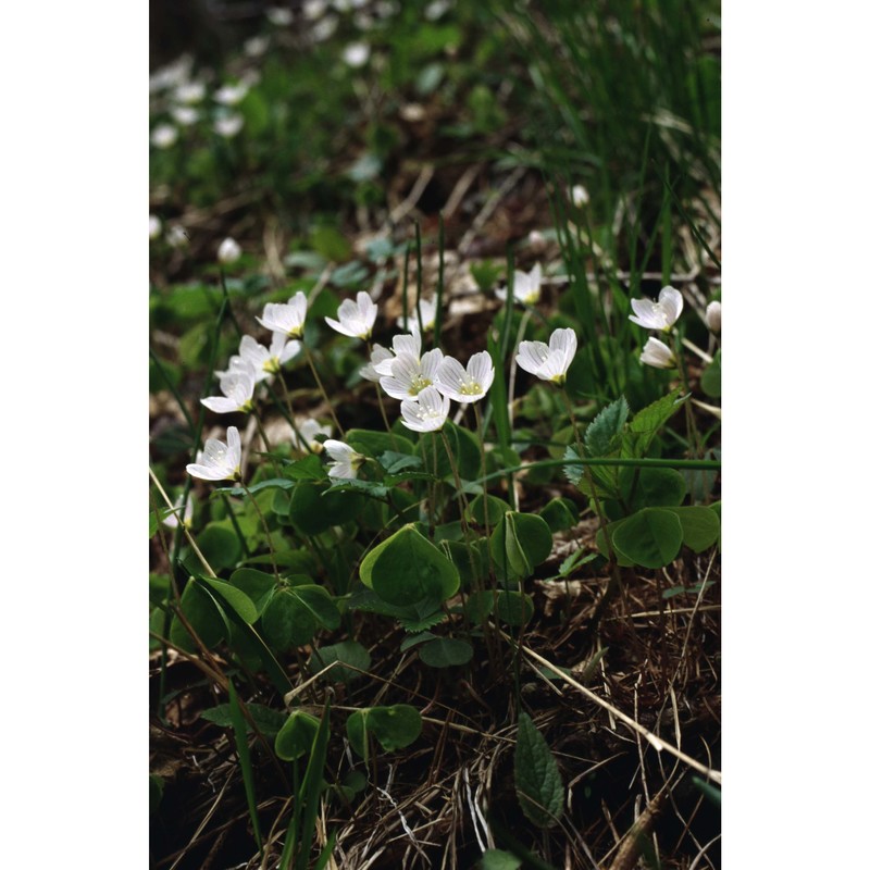 oxalis acetosella l.