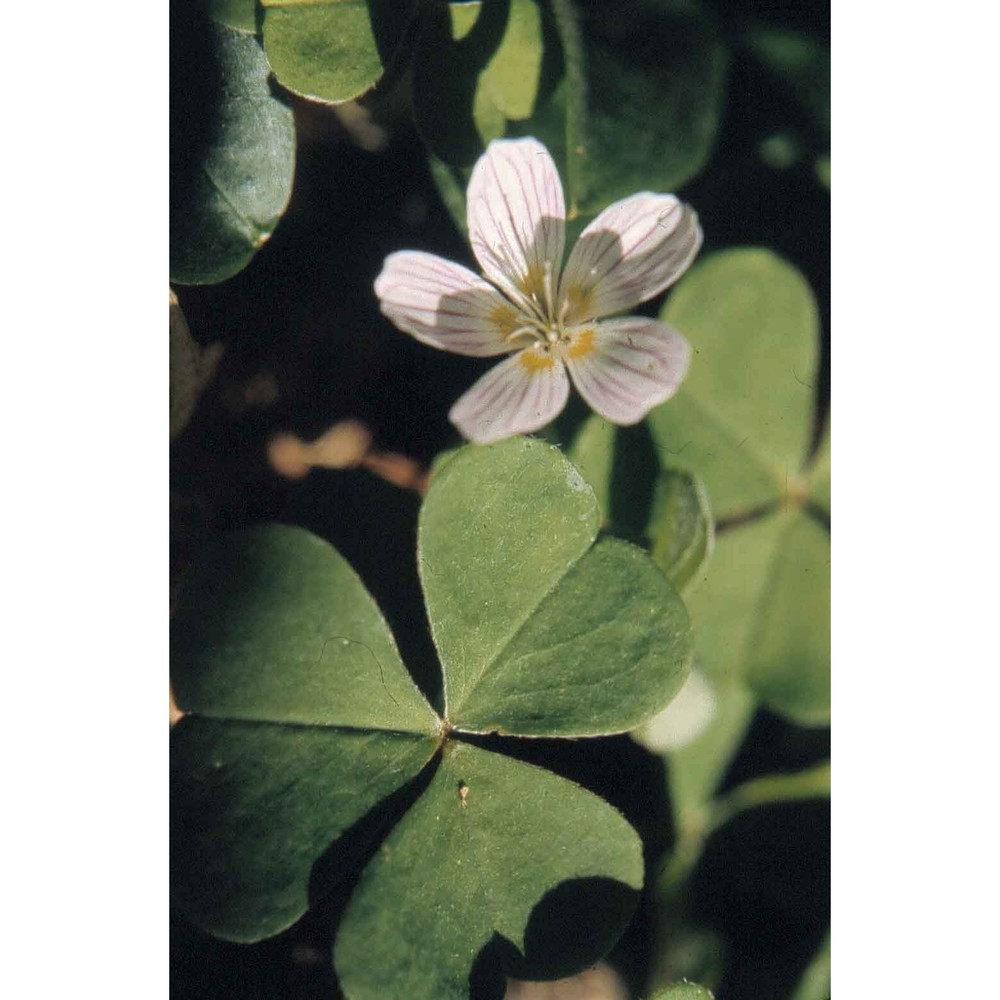 oxalis acetosella l.