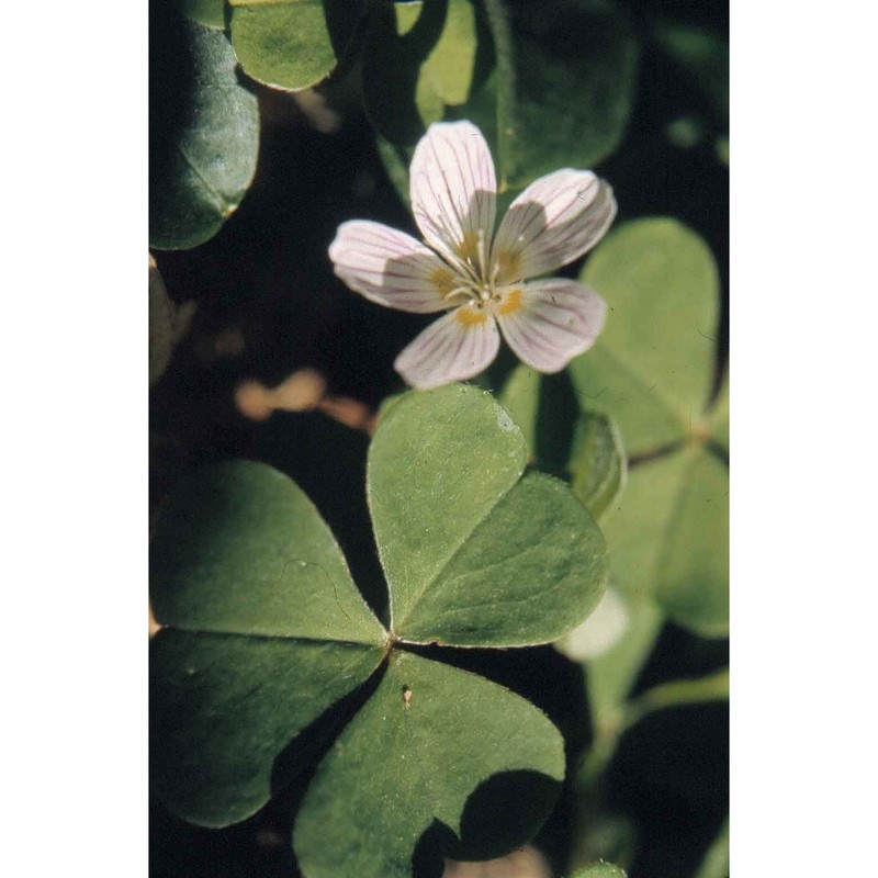 oxalis acetosella l.