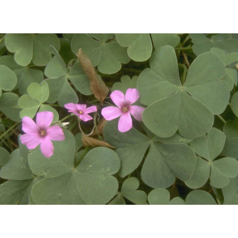 oxalis articulata savigny