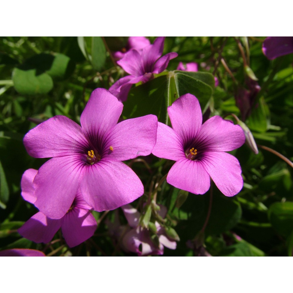 oxalis articulata savigny