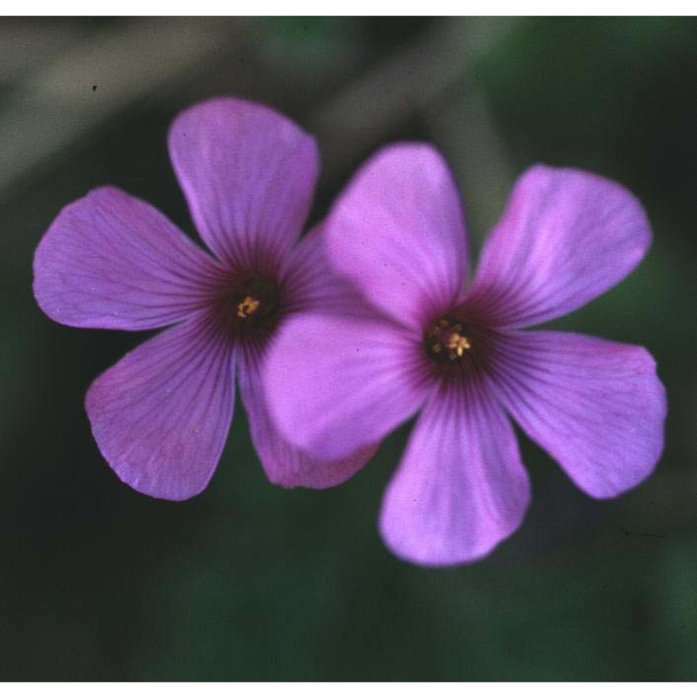 oxalis articulata savigny