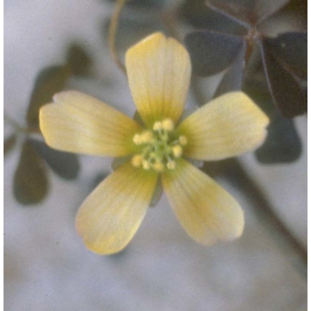 oxalis corniculata l.