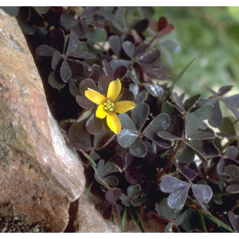 oxalis corniculata l.