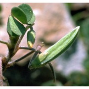 oxalis corniculata l.