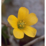 oxalis corniculata l.