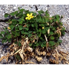 oxalis dillenii jacq.