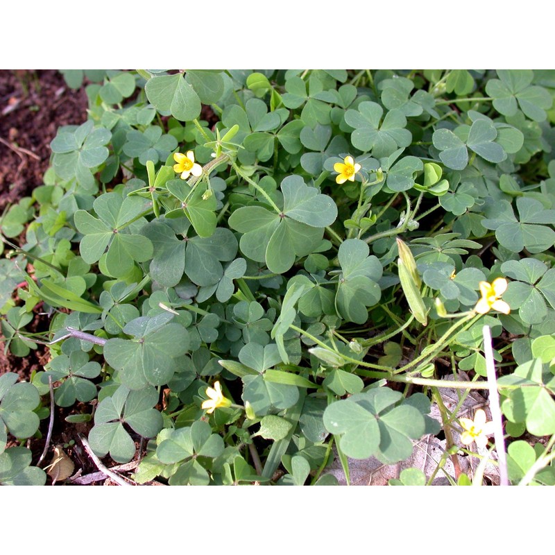 oxalis dillenii jacq.