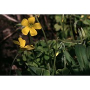 oxalis dillenii jacq.