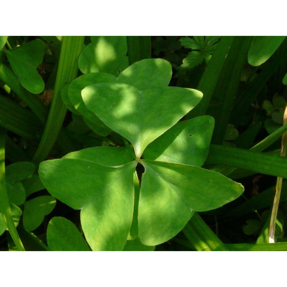 oxalis latifolia kunth