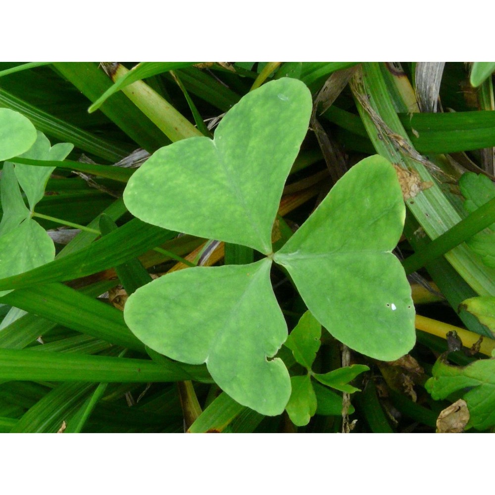 oxalis latifolia kunth