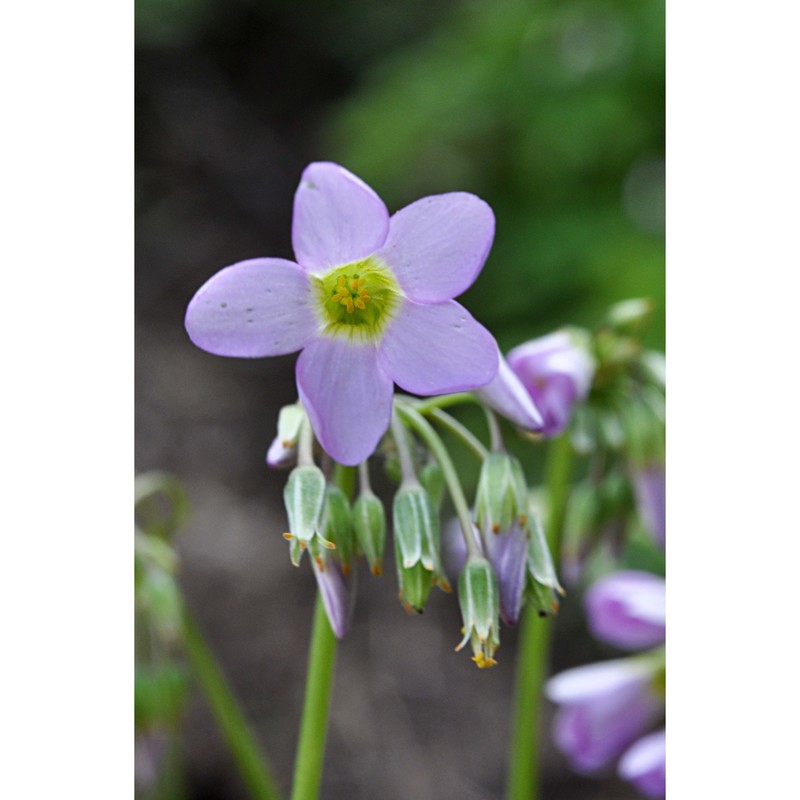 oxalis latifolia kunth