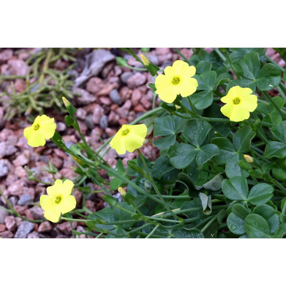 oxalis megalorrhiza jacq.