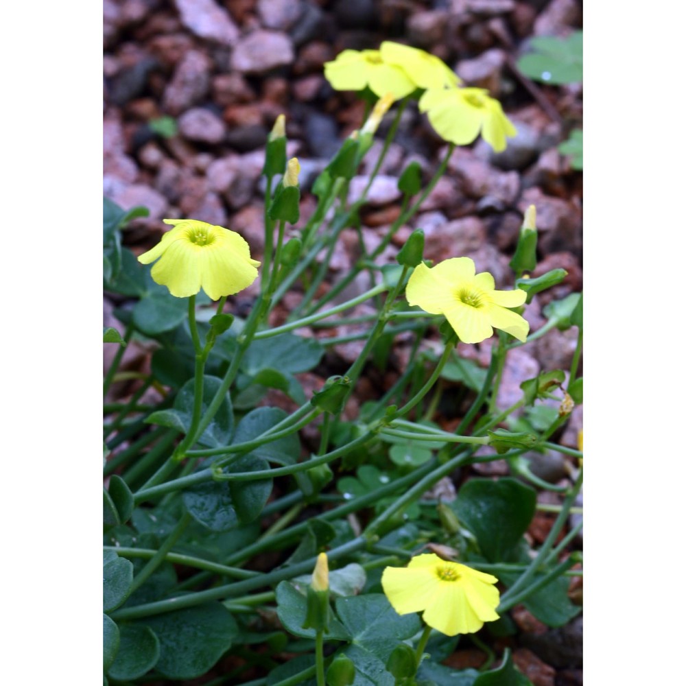 oxalis megalorrhiza jacq.