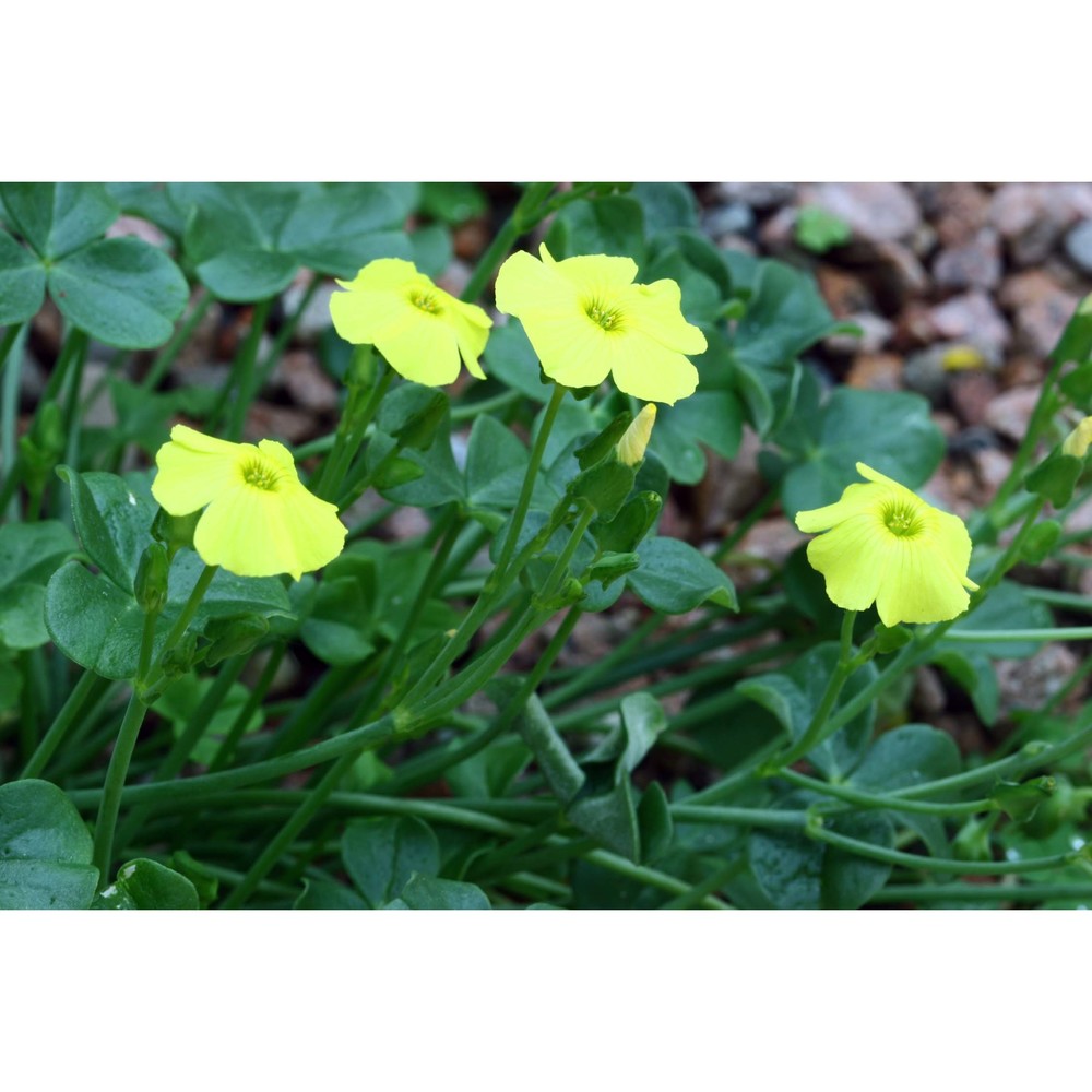 oxalis megalorrhiza jacq.