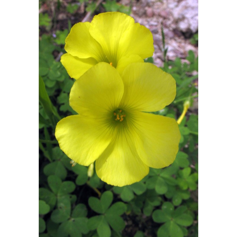 oxalis pes-caprae l.