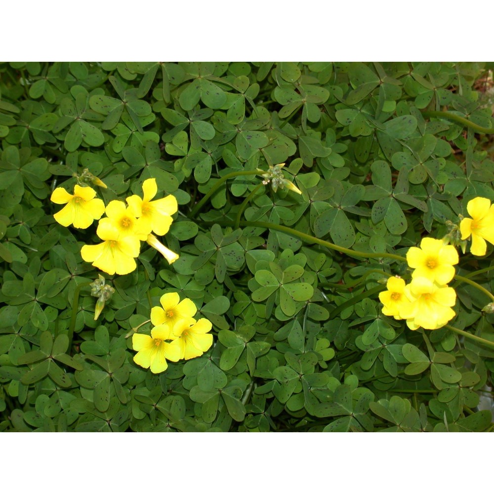 oxalis pes-caprae l.