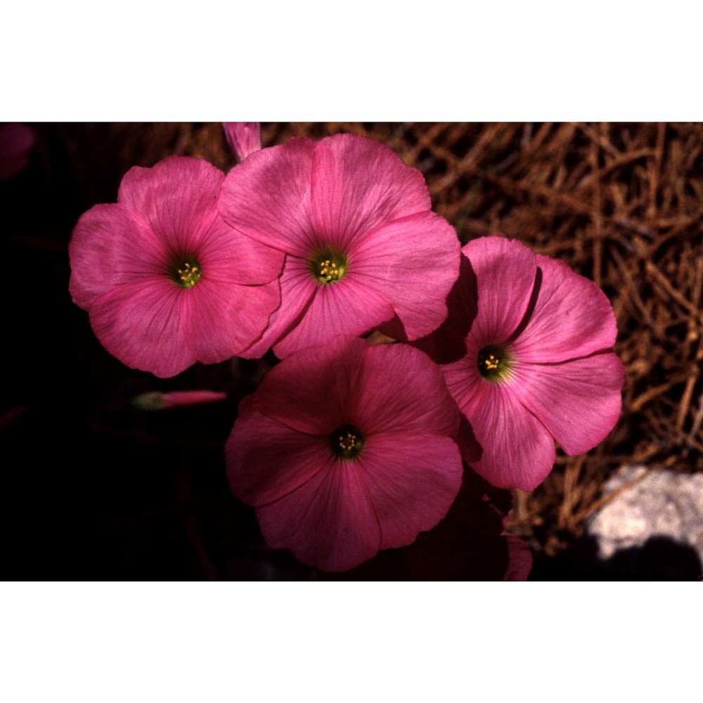 oxalis purpurata jacq.