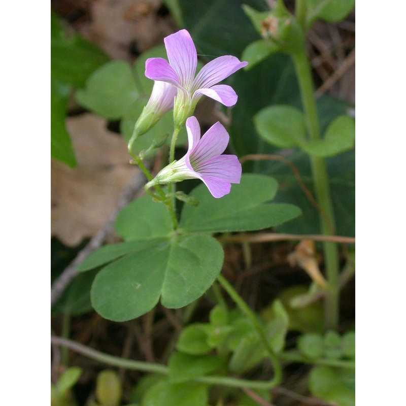 oxalis purpurata jacq.