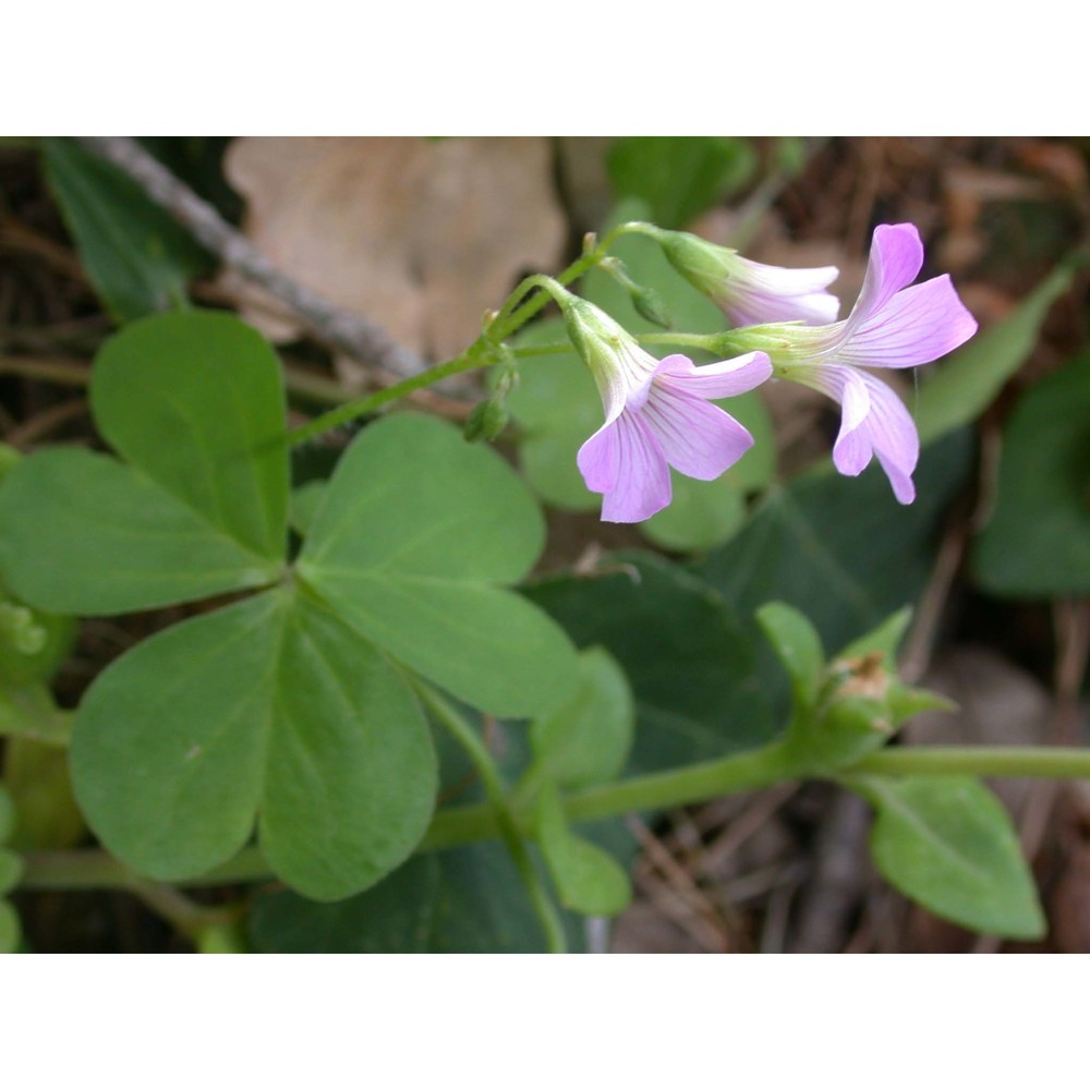 oxalis purpurata jacq.