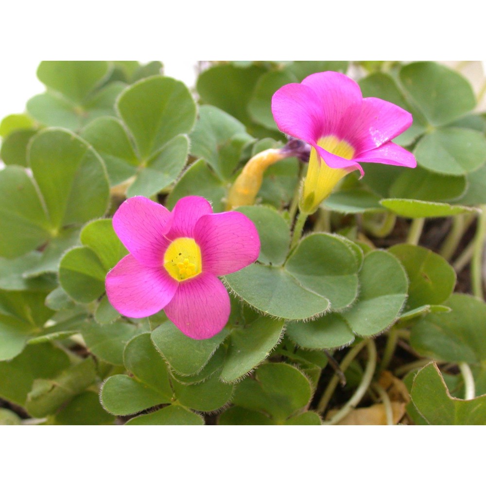 oxalis purpurea l.