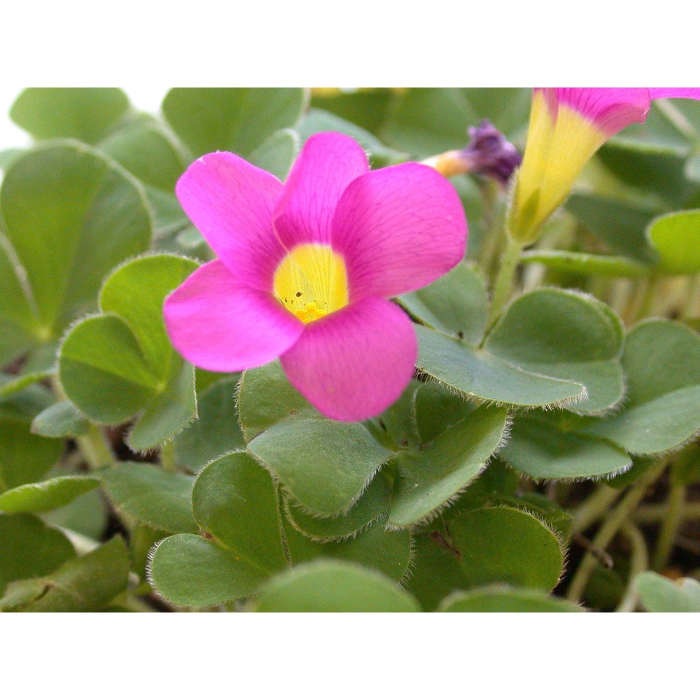 oxalis purpurea l.