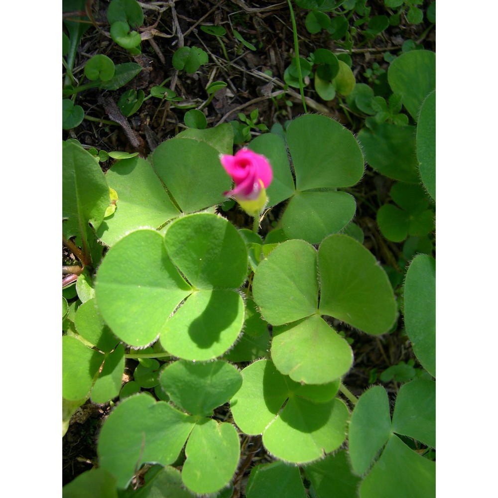 oxalis purpurea l.