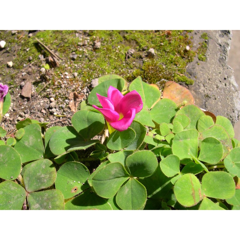 oxalis purpurea l.