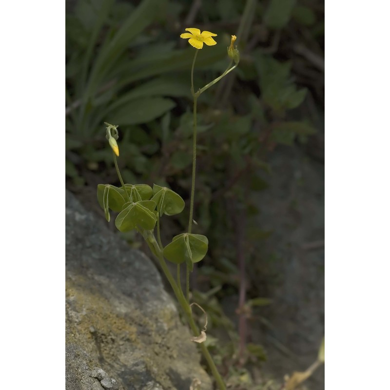 oxalis stricta l.