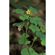 oxalis stricta l.