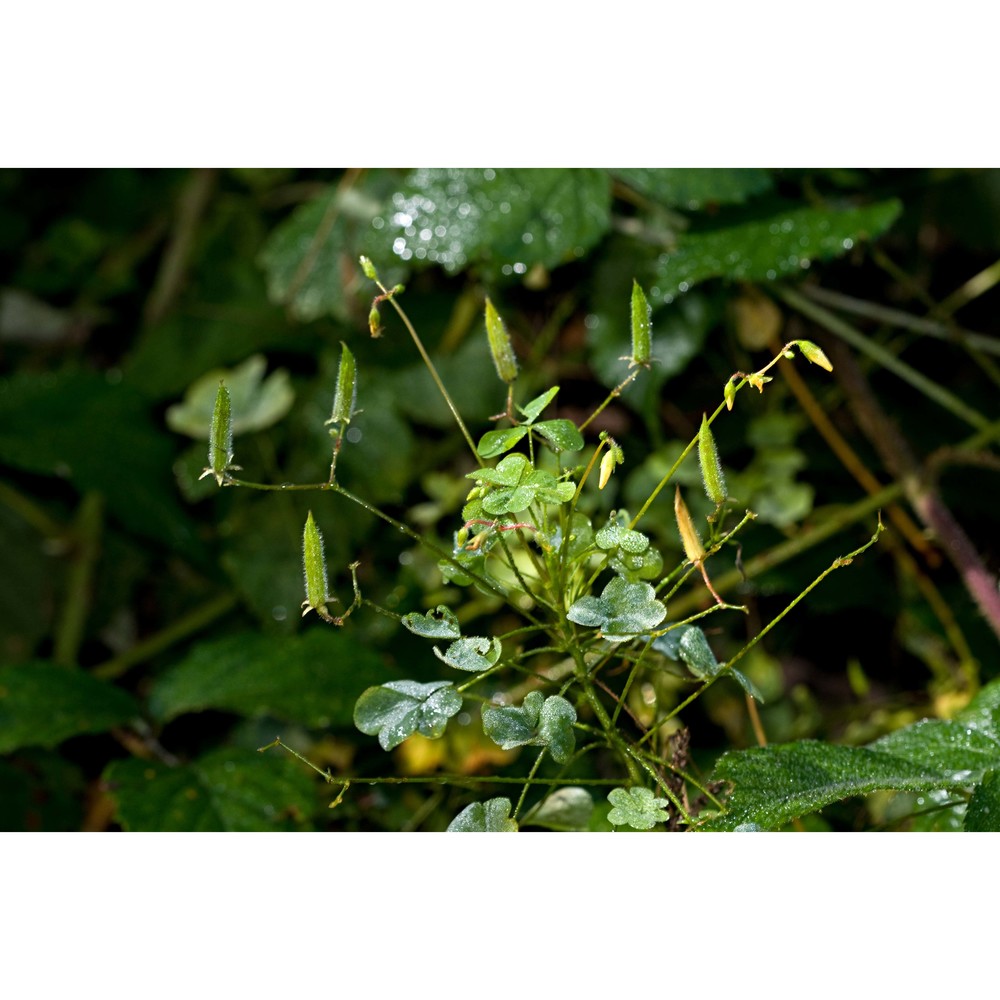 oxalis stricta l.