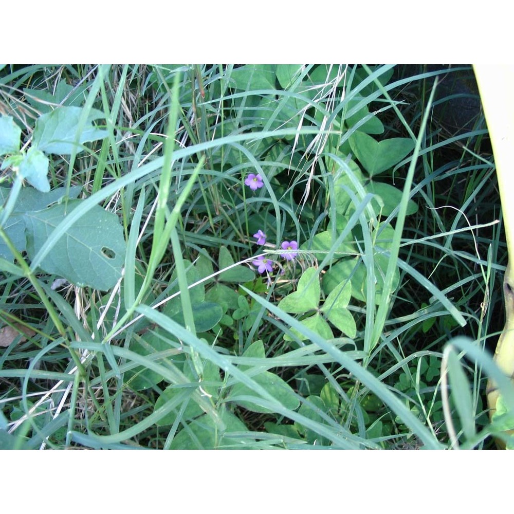 oxalis violacea l.