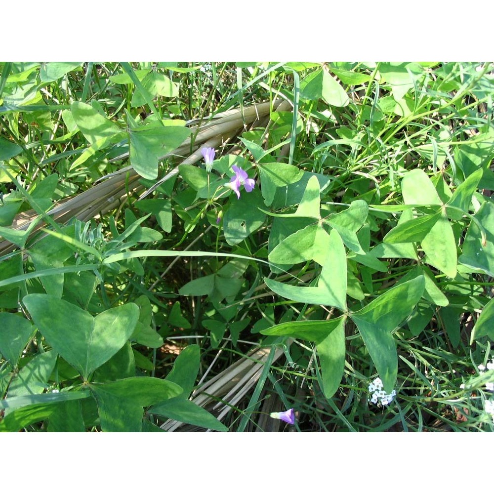 oxalis violacea l.